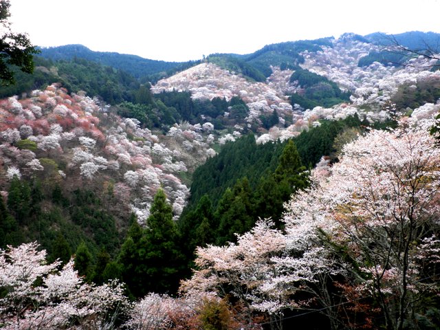 10.04.09-0001  吉野の桜１　吉水神社.jpg
